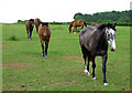 Horses Grazing, Haughton, Shropshire