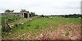 Sheep at Aston Bank Farm