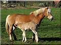 TG2224 : Haflinger mare and foal by Evelyn Simak