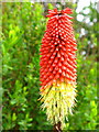 Red Hot Poker - Kniphofia uvaria