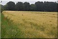 Field near Aldringham with swallow