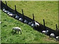 Sheep resting in the shade of a fence, Winceby