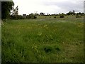 Buttercup meadow