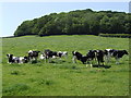 Herd of dairy cattle