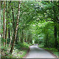 Lane through the Forest, Shirlett, Shropshire