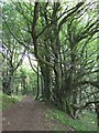 ST1785 : Rhymney Valley Ridgeway Footpath, Wern Ddu by Kev Griffin