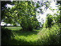 Fields and hedgerow at East End