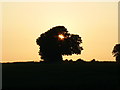 Tree, near Lower End, Gloucestershire