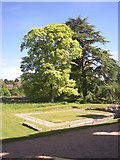 SU5517 : Trees and foundations, Bishop's Palace, Bishop's Waltham by Humphrey Bolton