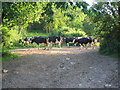 Cattle on the bridleway