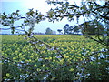 Spring looking towards Draycott Moor Farm