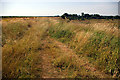 Nature Reserve 4 - Town Lane