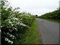 Fine hedgerows near Dalquhandy