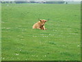 Resident of field across from Drum Croft