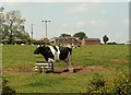 NY4360 : View of Walby across field of cows by Rose and Trev Clough