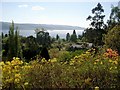 Azaleas at Crarae