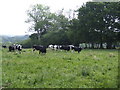 Dairy pasture near East Bloxworth