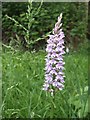 TQ6217 : Common Spotted Orchid (Dactylorhiza fuchsii) by Jonathan Billinger
