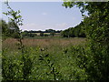 Field beside River Carey