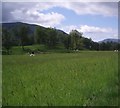 Grazing in Glen Clova.