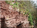 Sandstone cliffs at Laugharne