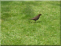 A female blackbird