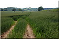 A field of wheat, near Haybridge