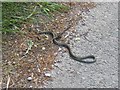 Grass Snake on Shaw-wall Lane