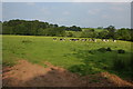 Cattle in a field at Boraston