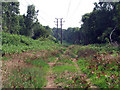 Pathway leading to Sherwood Heath