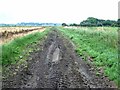 TL5185 : Muddy track off Furlong Drove by Oliver Dixon