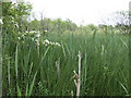 The Brackagh Bog - closeup