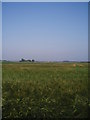 Barley Field.