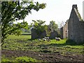 Sheep at the ruined building