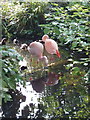 Flamingos in the Roof Gardens, Kensington