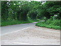 Pheasant Crossing The Road