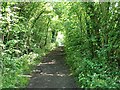 Wooded walk through Stodmarsh nature reserve