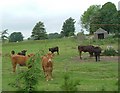 NX7765 : Cattle at Mollance caravan site by Les Harvey