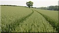 SK4764 : Wheat Field by Alan Walker