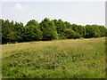 Abandoned football pitch