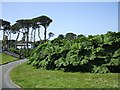 Queen Mary Gardens, Falmouth