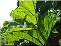 Gunnera manicata, St. Ives