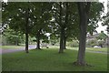 Trees and Grass at Cold Kirby