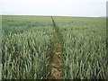 Footpath through wheat field