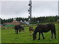 SN1730 : Preseli TV transmitter with horses by Roger W Haworth