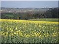 Rape field at Upper Egleton