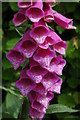 SO3253 : Foxglove in the hedgerow, Lower Wootton by Philip Halling