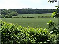 The Edge of Bagot Forest