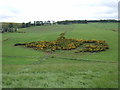 Gorse sculpture?