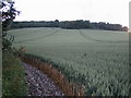 ST9437 : Wheat field near Sherrington by Andy Gryce